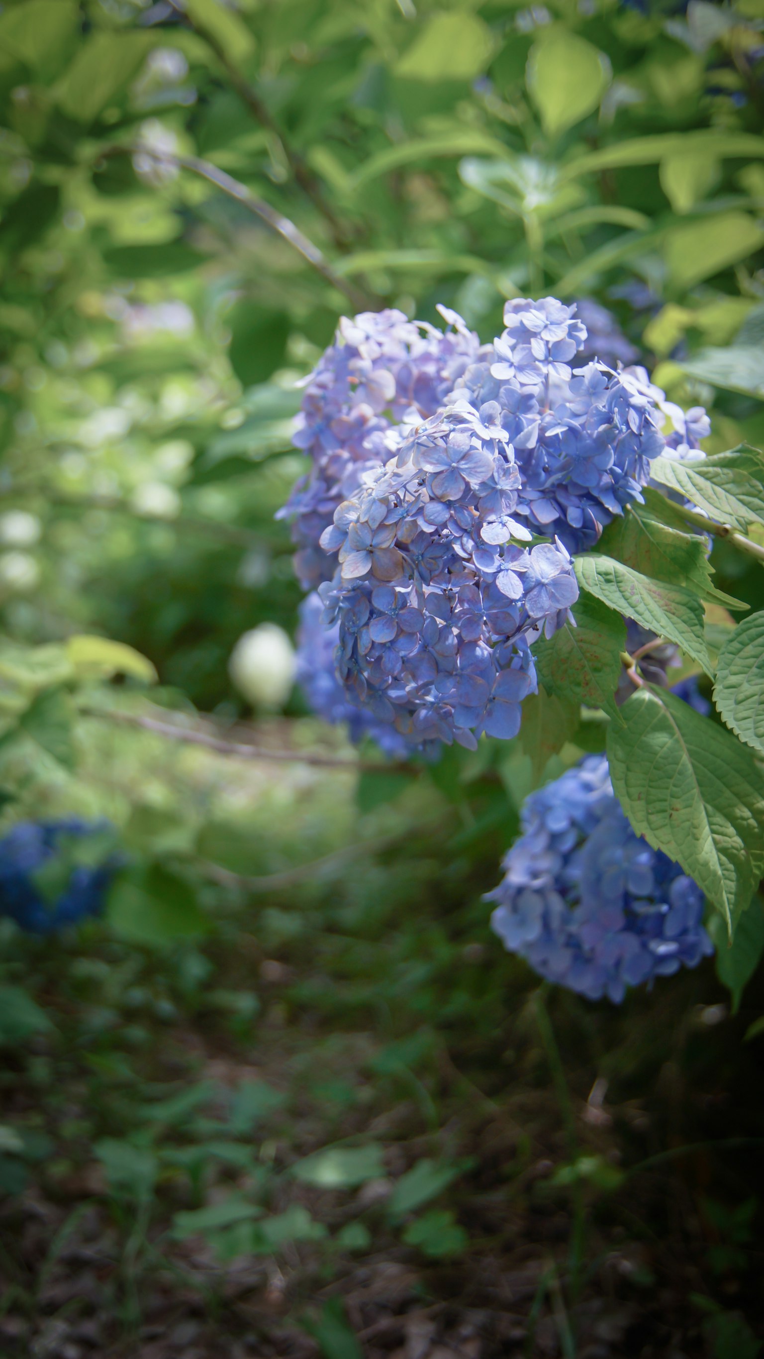 Sekelompok bunga hortensia biru dikelilingi daun hijau