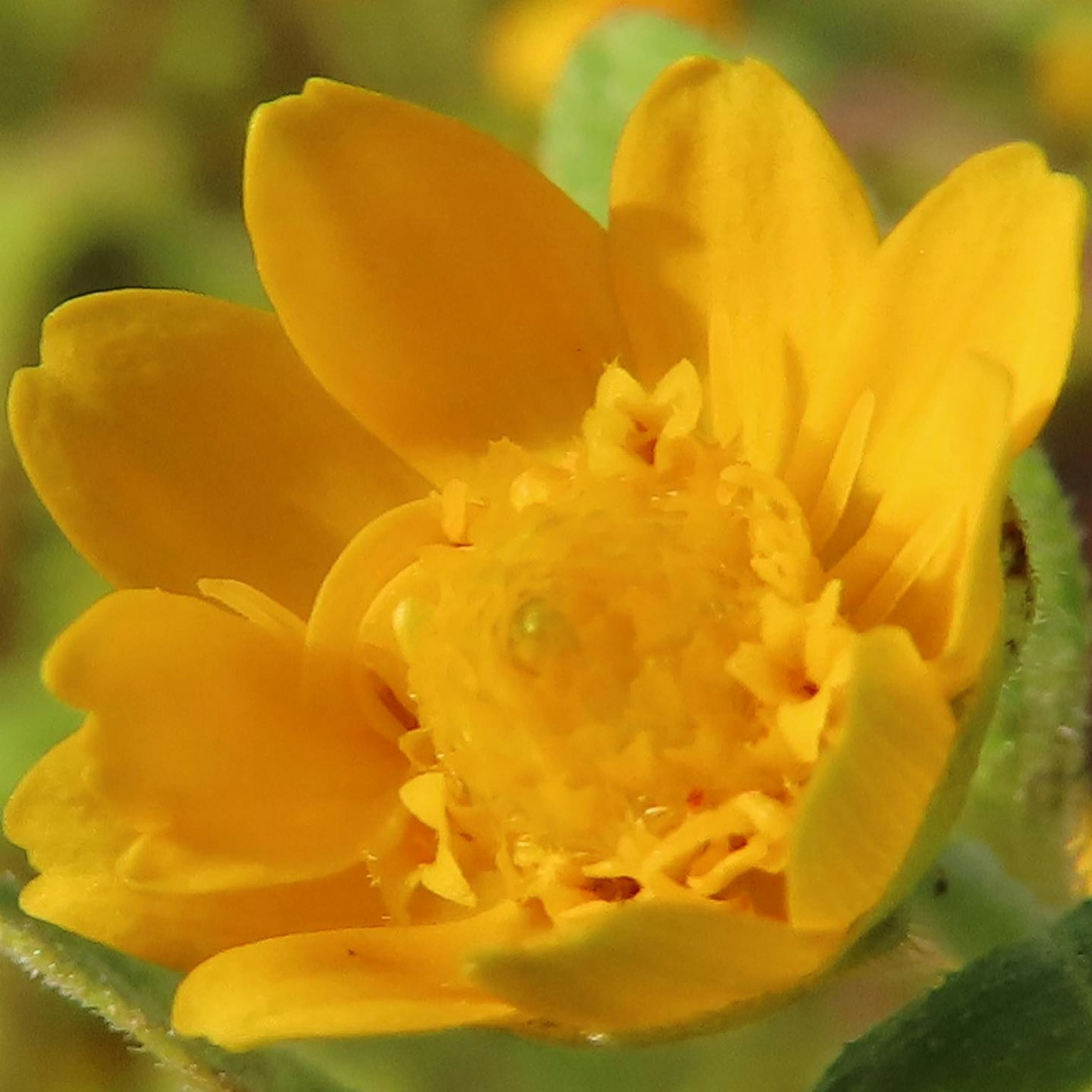 Nahaufnahme einer leuchtend gelben Blume mit kleinen Blütenblättern in der Mitte
