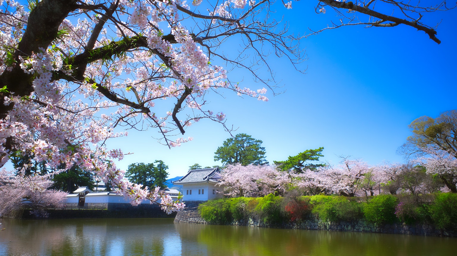 Pemandangan indah bunga sakura di tepi kolam langit biru cerah dan pantulan di air