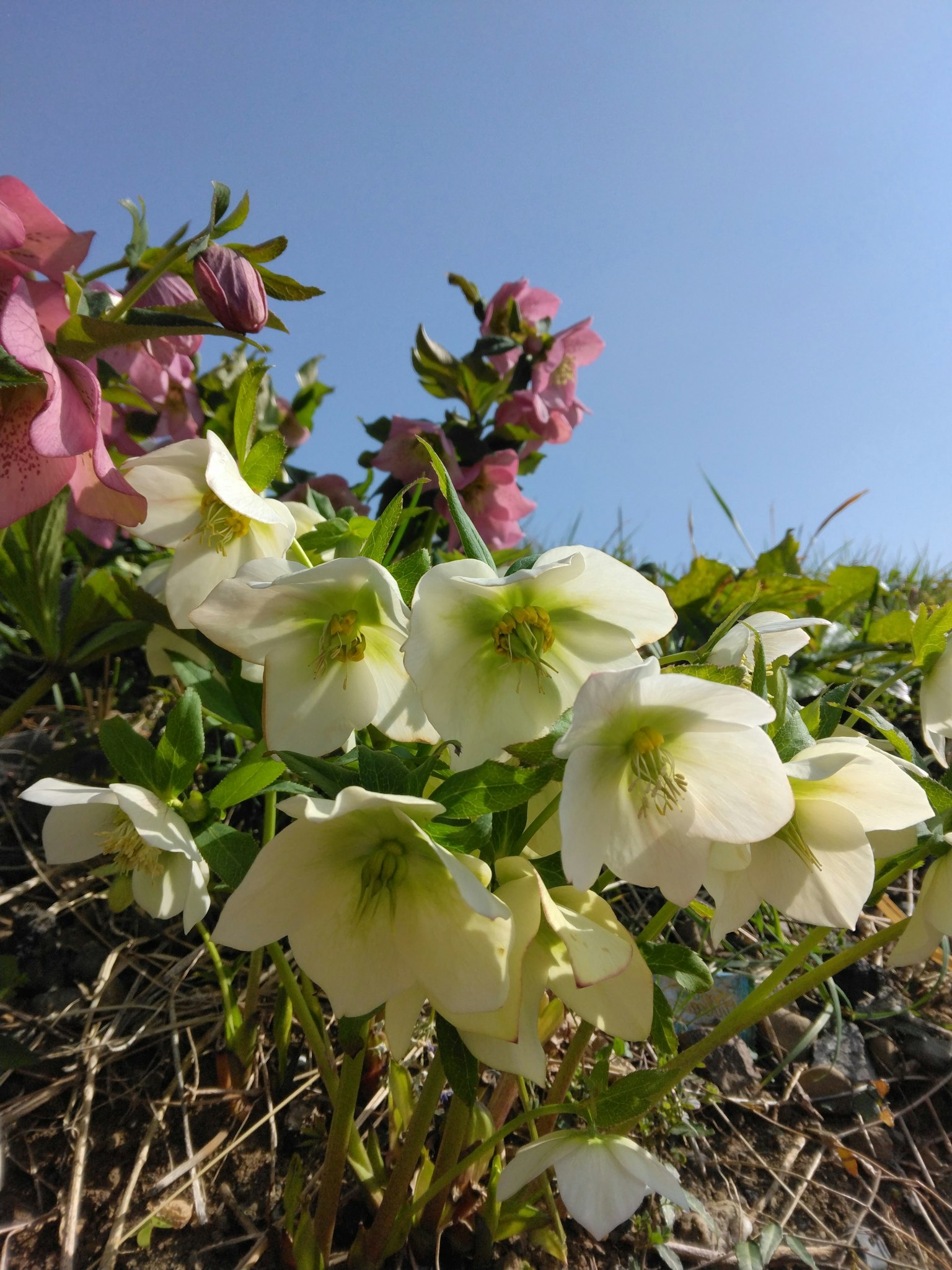 Un gruppo di fiori bianchi con centri verdi e fiori rosa sotto un cielo blu chiaro