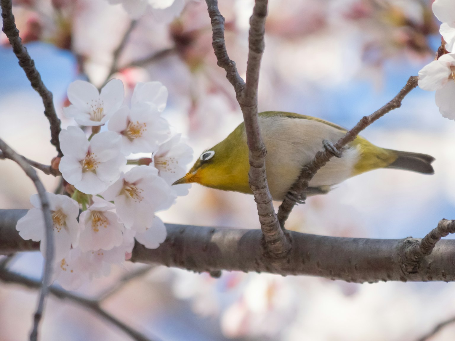 Ein japanischer Augenblickvogel sitzt auf einem Kirschbaumzweig und frisst Blumen