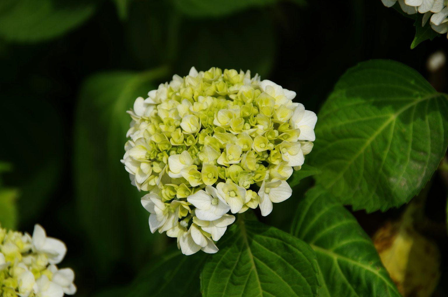Nahaufnahme einer Hortensienblüte in weißen und grünen Farbtönen