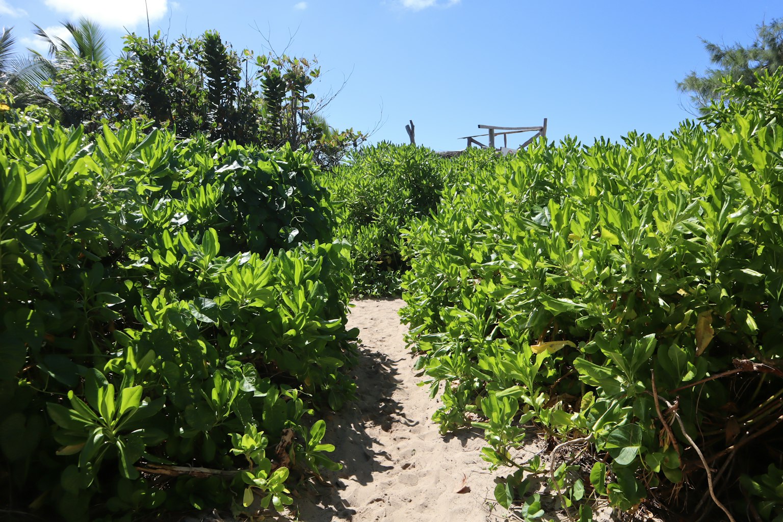 Schmaler sandiger Weg umgeben von üppiger Vegetation