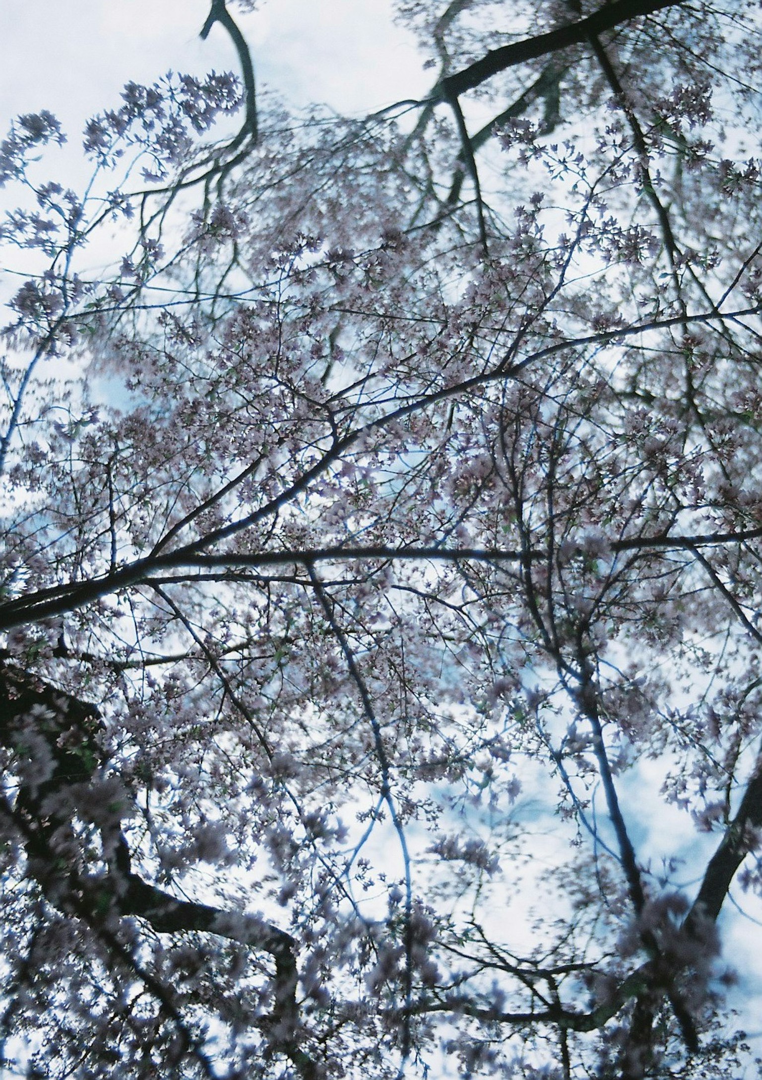 Vue des cerisiers en fleurs depuis le dessous avec des fleurs délicates et des branches