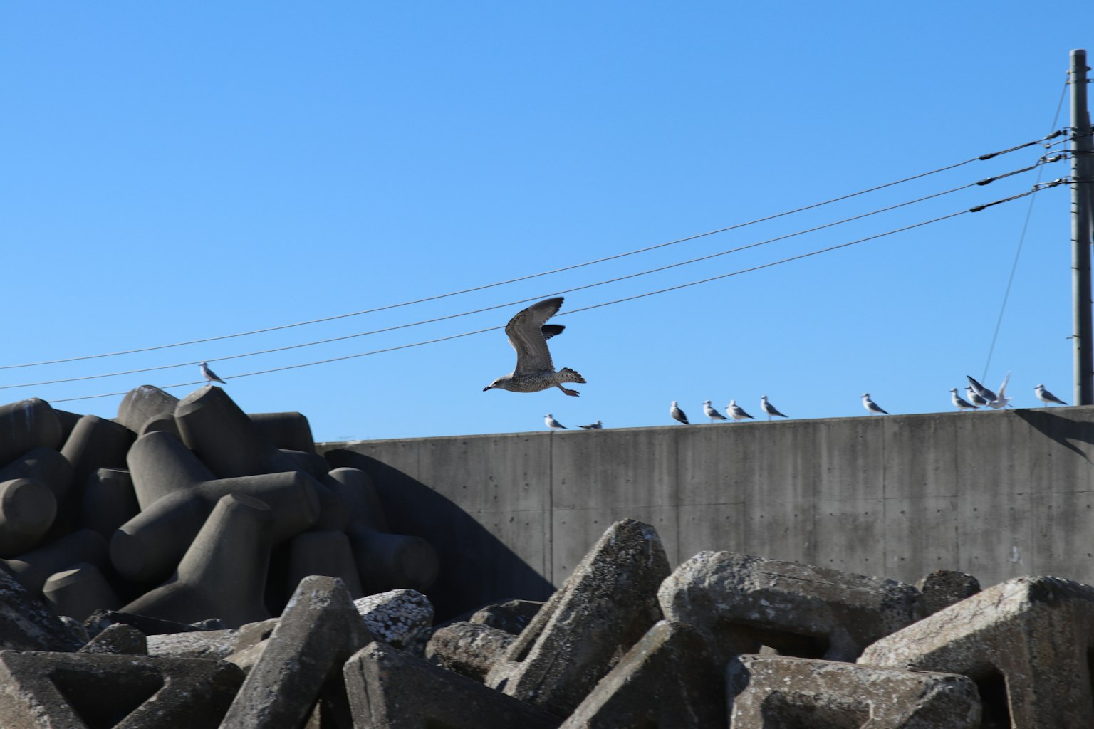 Gaviota volando bajo un cielo azul con bloques de concreto en primer plano
