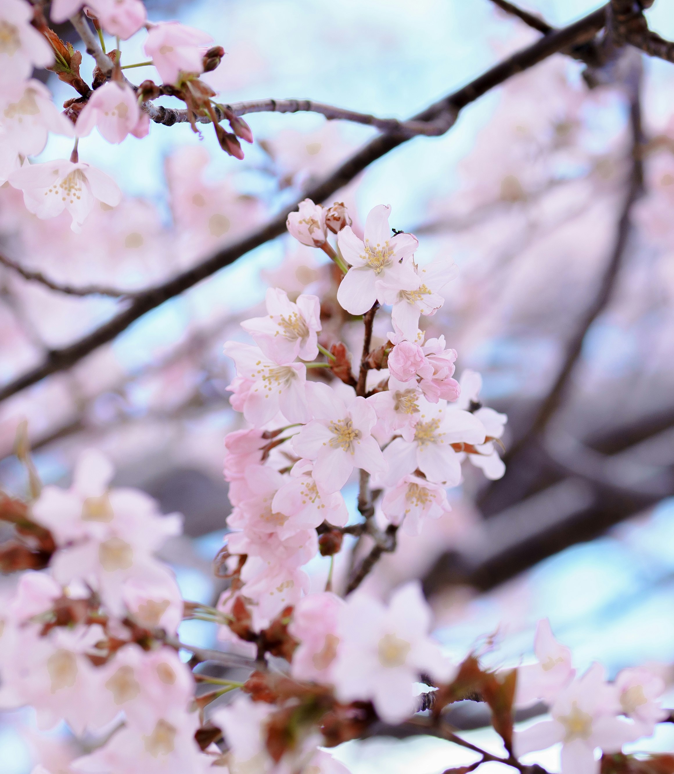桜の花が咲く枝先のクローズアップ