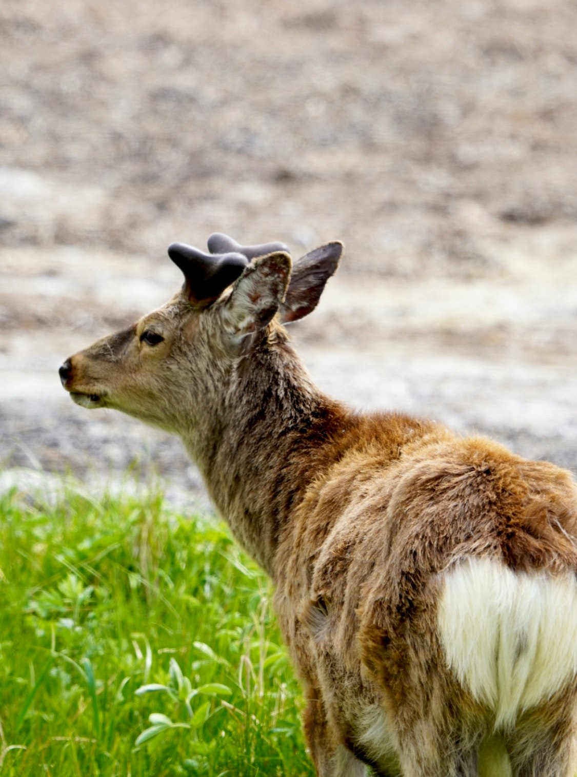 草地にいる野生のカンガルーの横顔