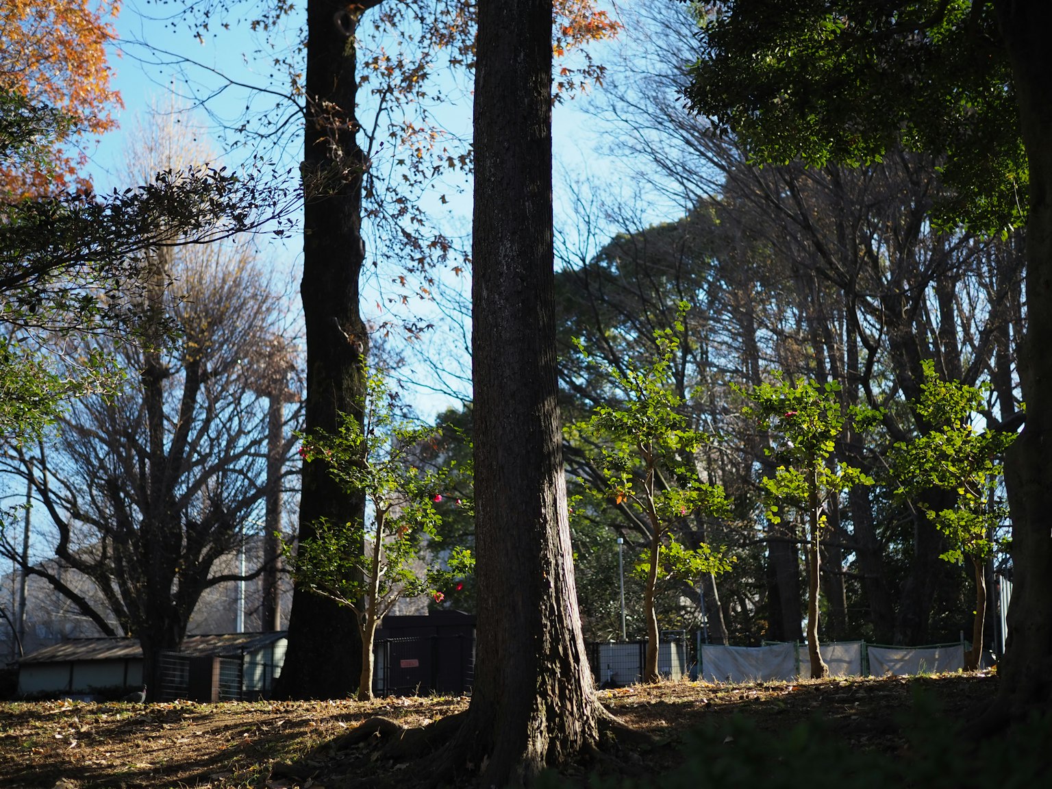 Paesaggio con alberi autunnali sotto un cielo blu