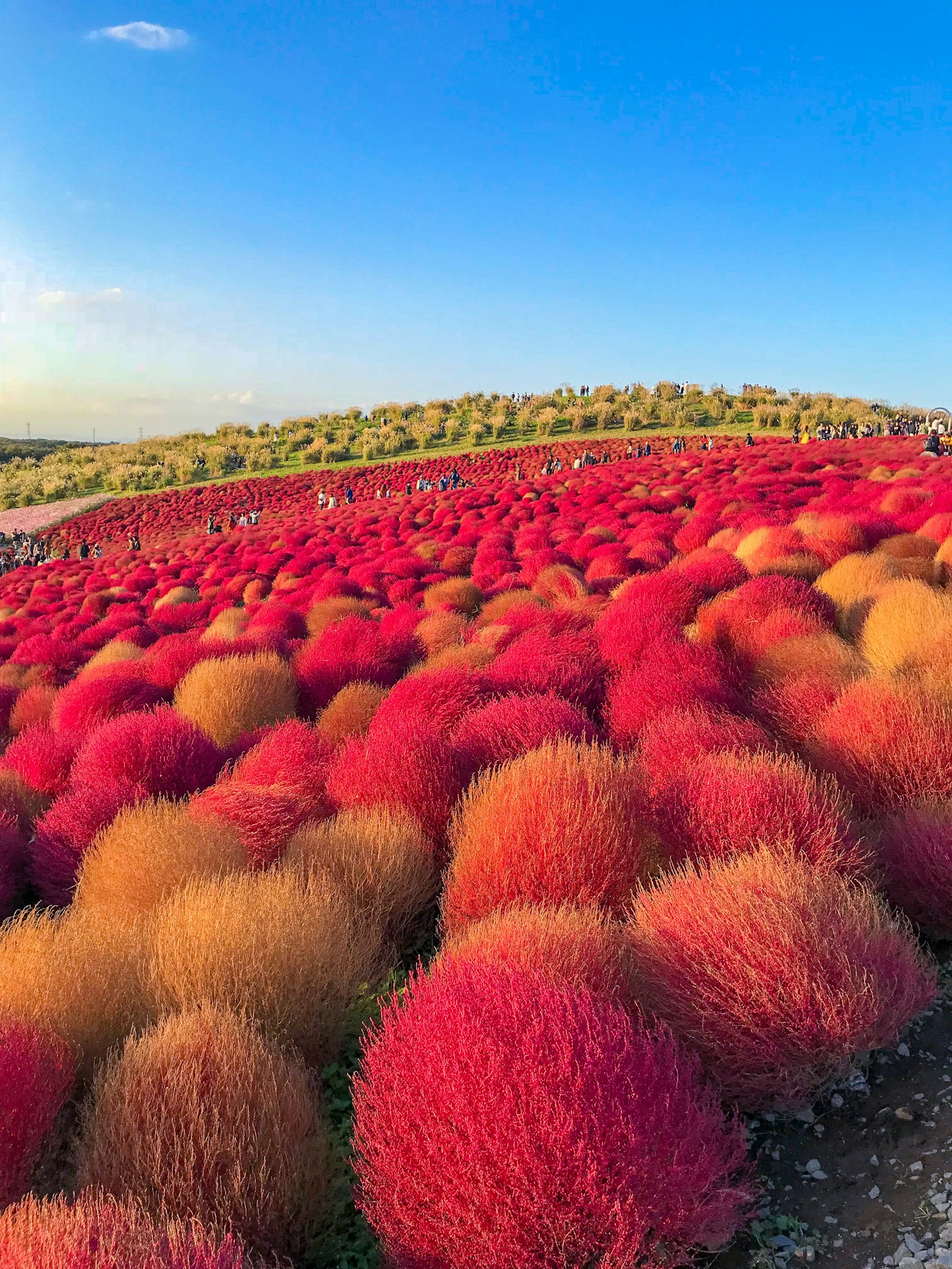Paesaggio di kochia rossa e arancione sotto un cielo blu