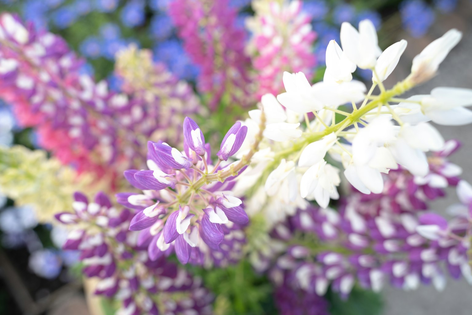 Ramo colorido de lupinos con flores blancas y moradas