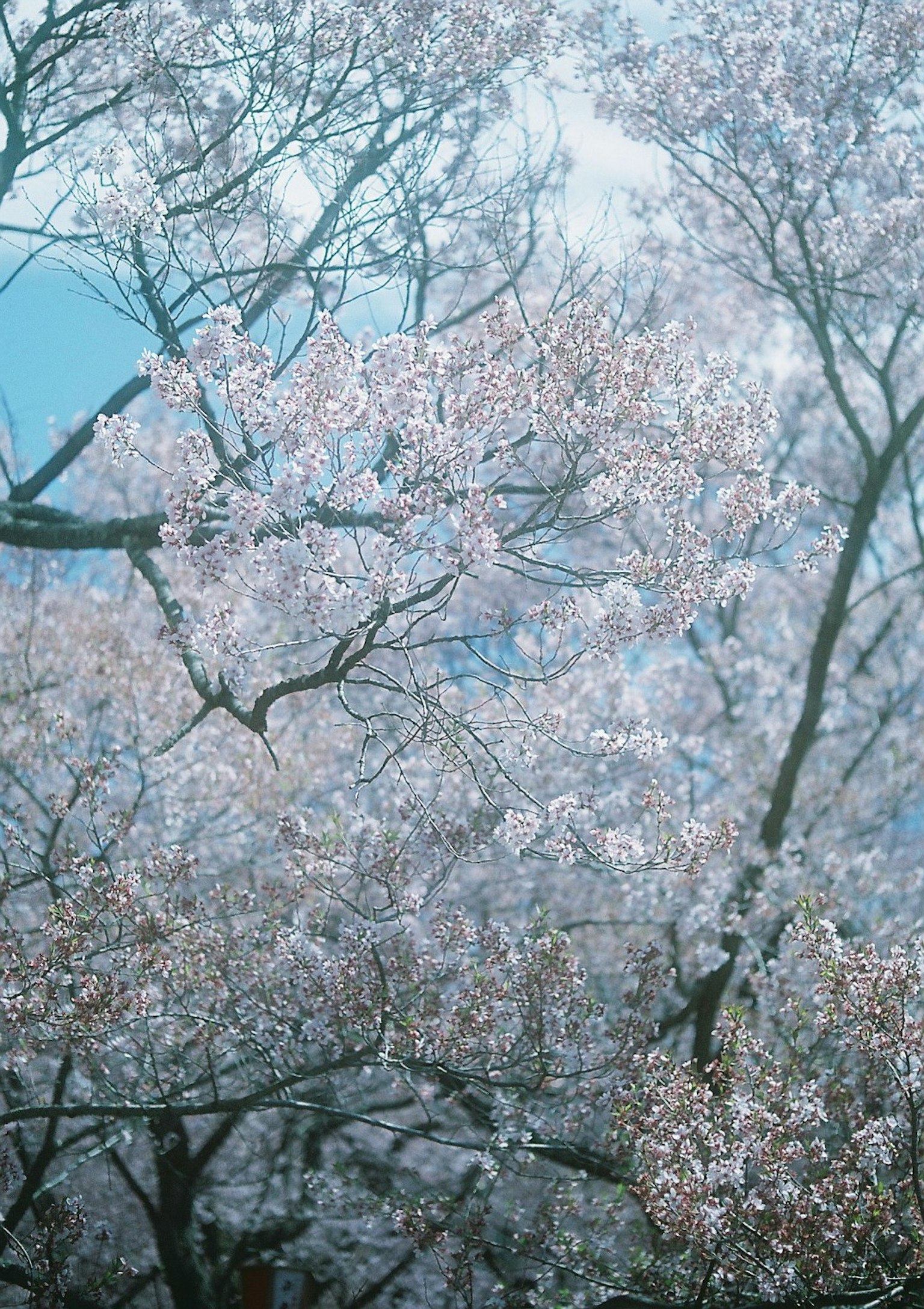 Beautiful scene of cherry blossom branches in full bloom against a blue sky