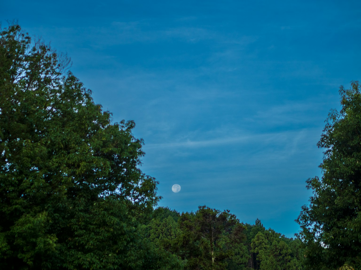 Luna en un cielo azul rodeada de árboles verdes