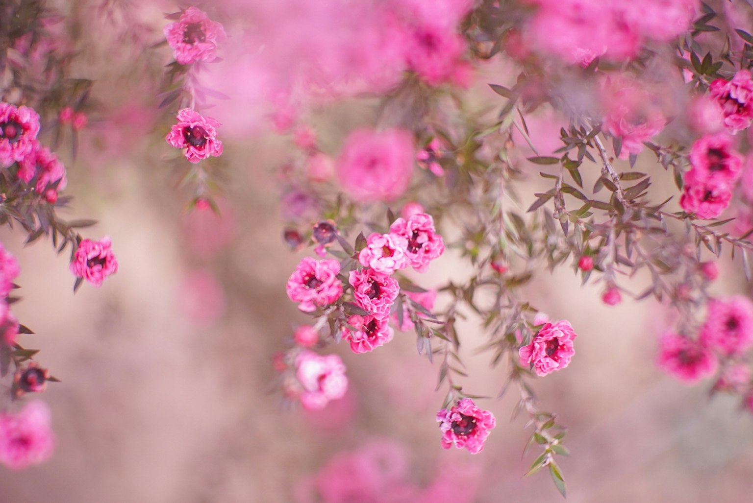 Vibrant pink flowers on branches against a soft background