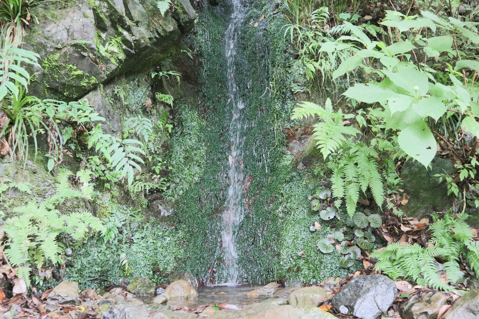 Una piccola cascata che scorre su rocce coperte di muschio circondate da una vegetazione lussureggiante