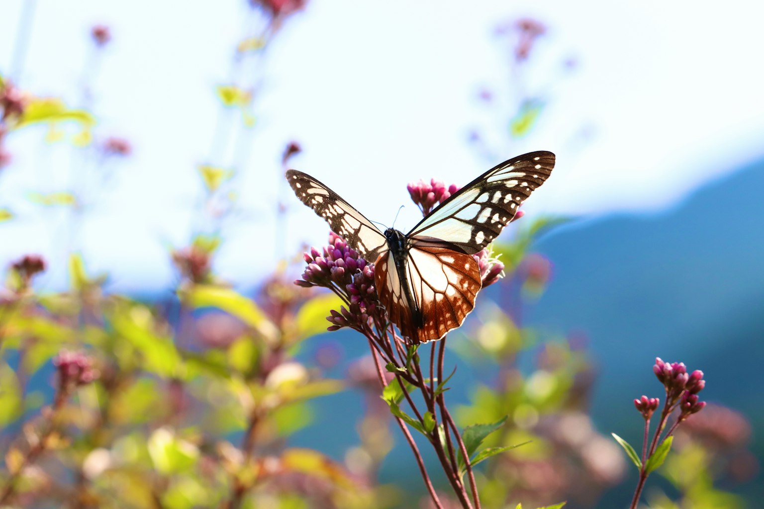 Ein schöner Schmetterling sitzt auf Blumen in einer natürlichen Umgebung