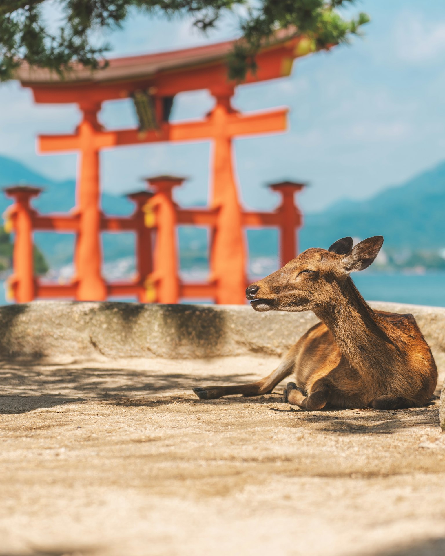 Un cerf se reposant avec un portail torii rouge en arrière-plan