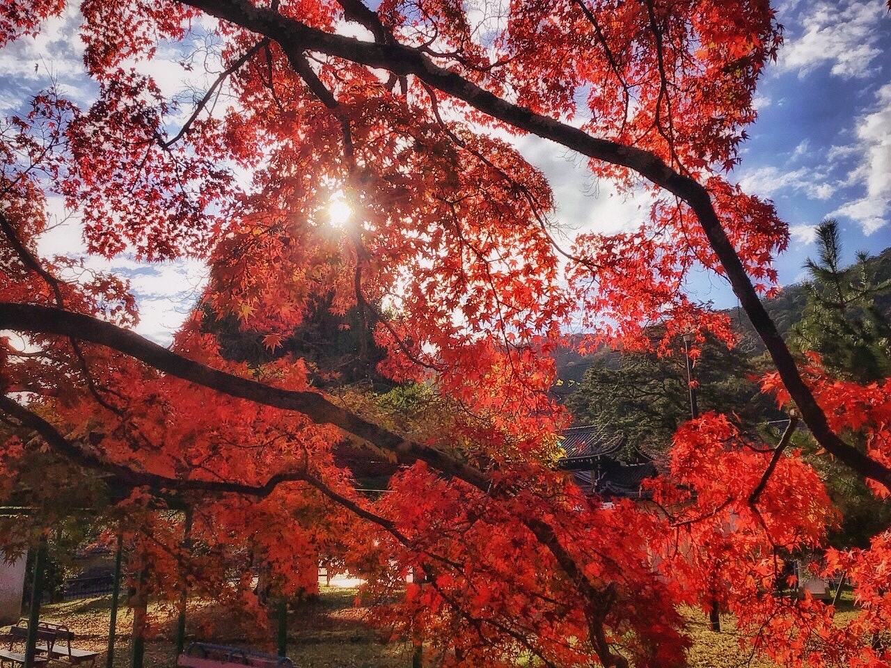 紅葉の見られる公園で大きなモミジの木と青空の光