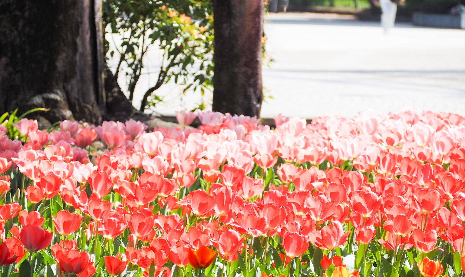 Tulipani colorati che fioriscono in un parco