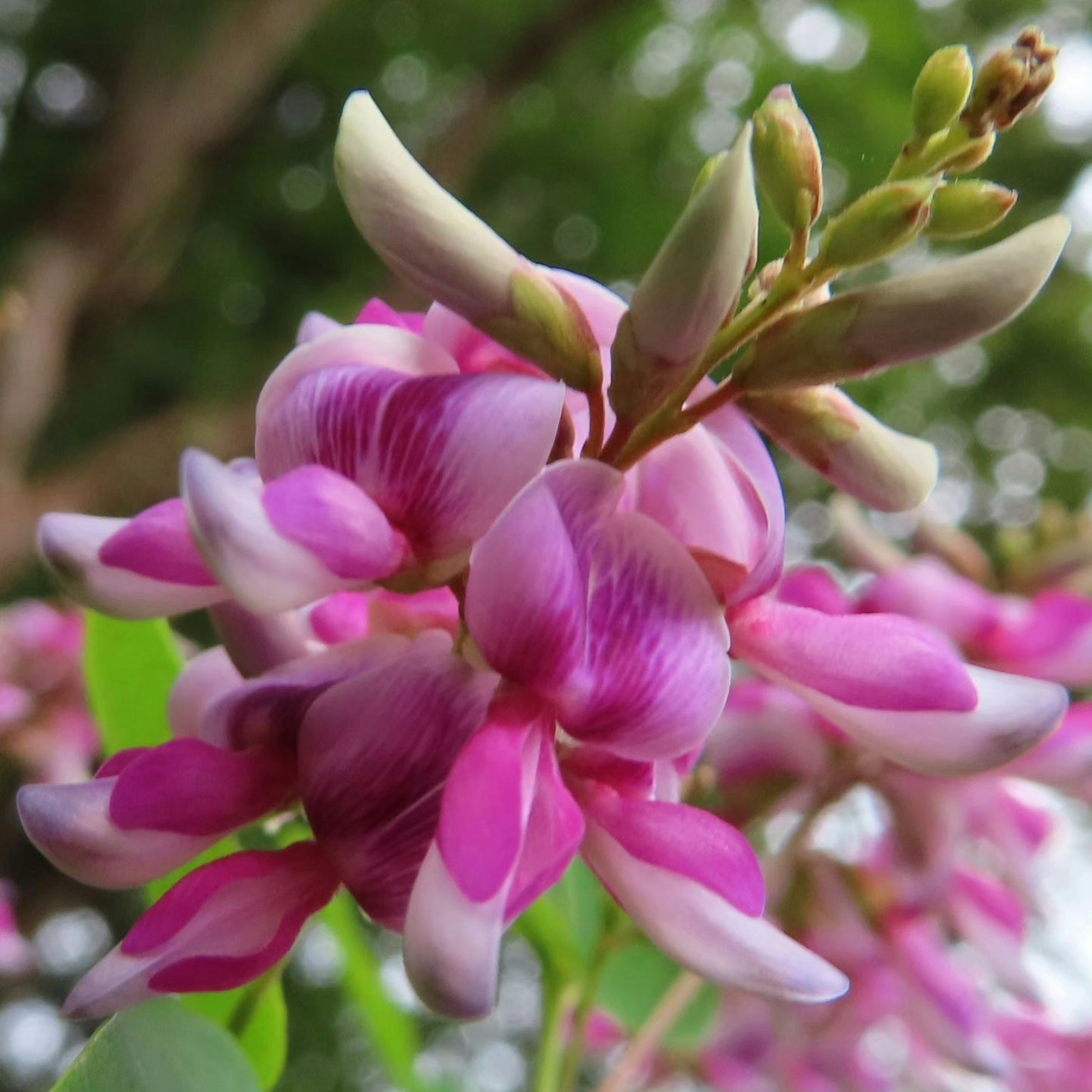 Close-up of a plant with beautiful pink flowers