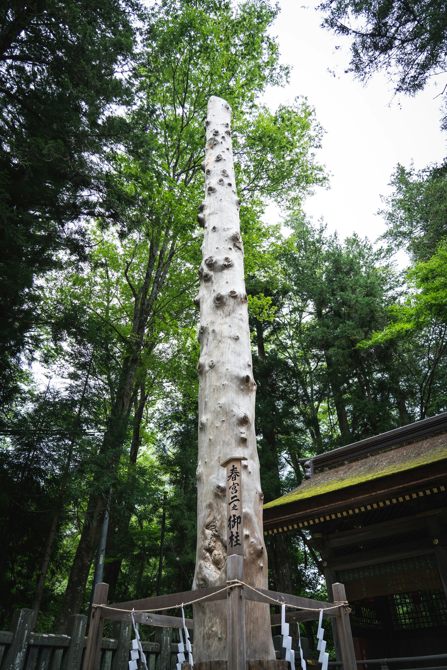 Alto pilastro di legno che si erge in una foresta verde