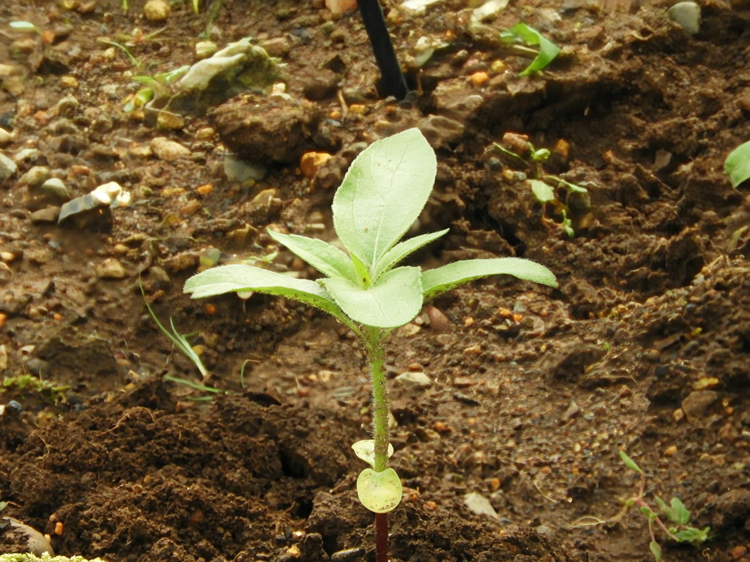 Une petite plantule émergeant du sol