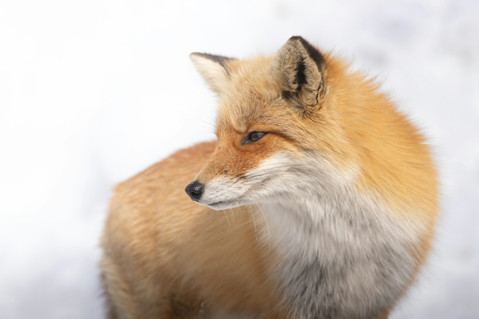 Close-up of a red fox looking sideways in the snow