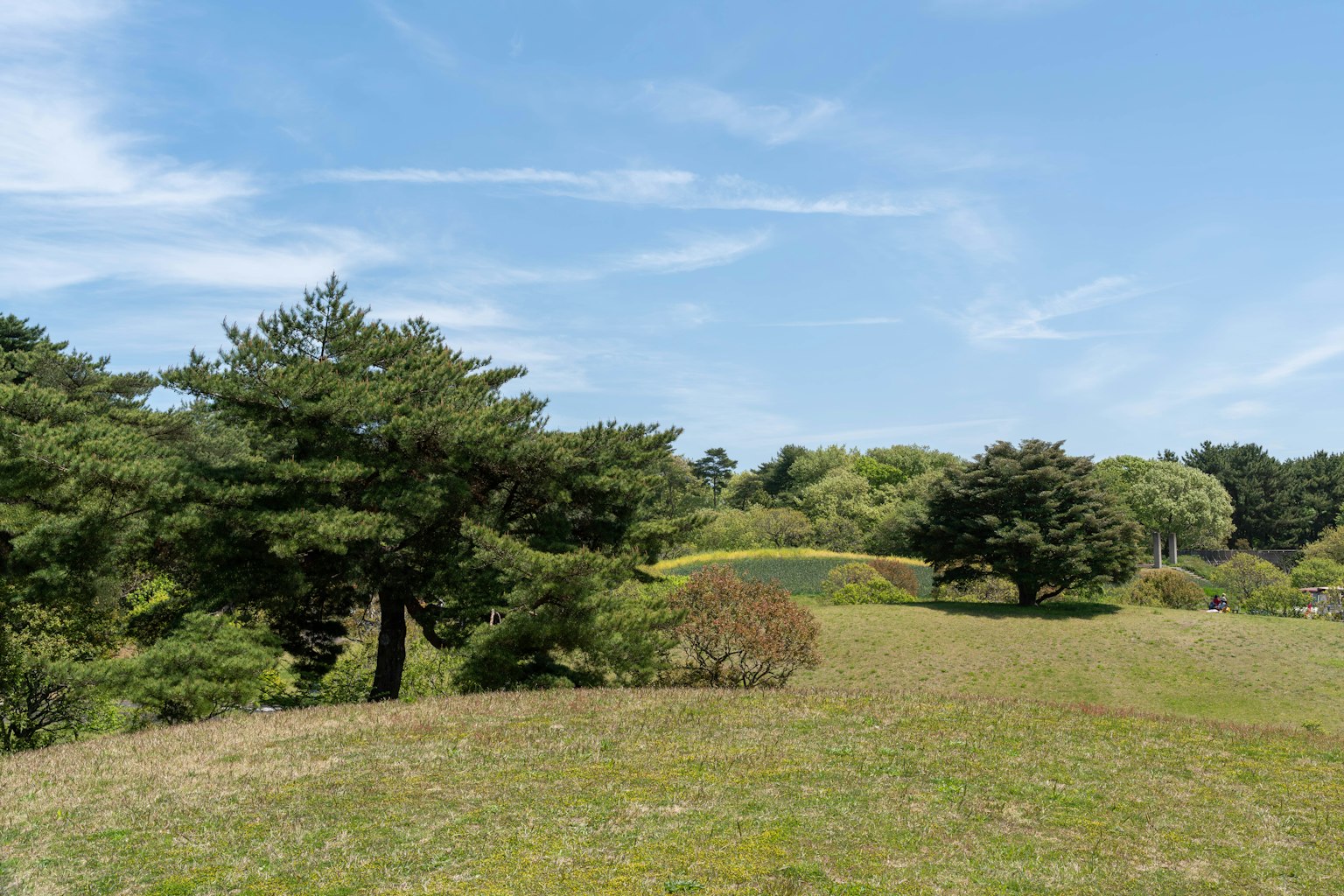 Landschaft mit grünen Hügeln und Kiefern unter einem blauen Himmel