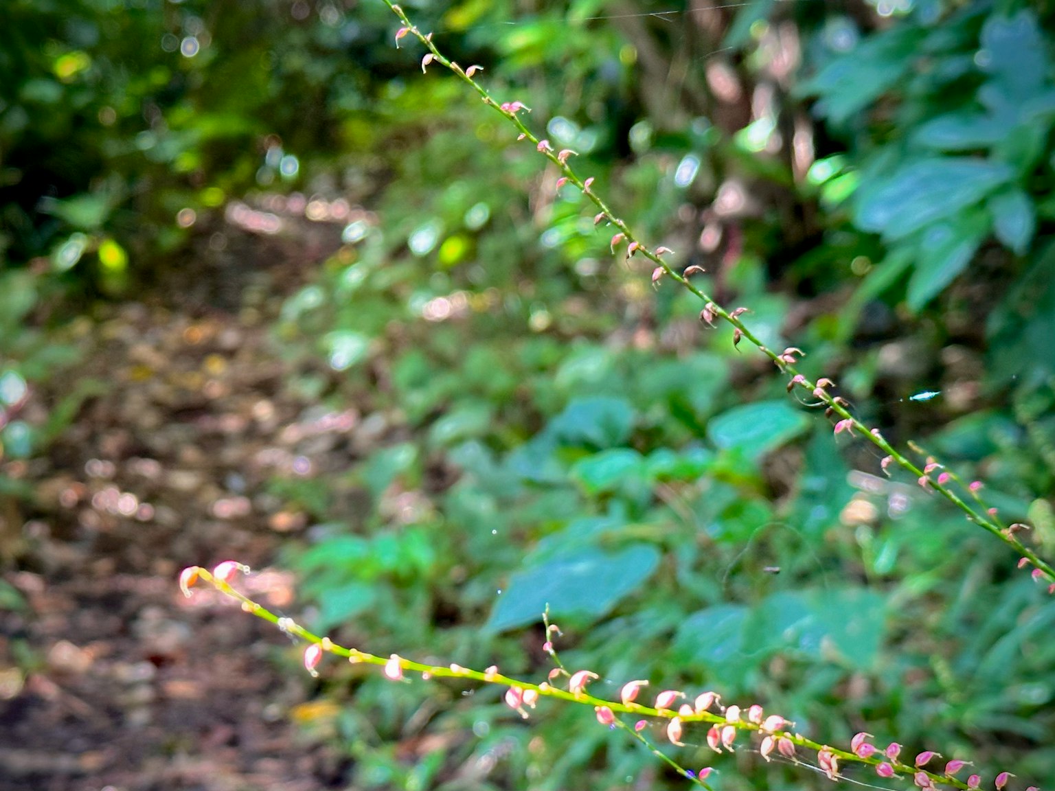Un sottile stelo di pianta lungo un sentiero forestale lussureggiante