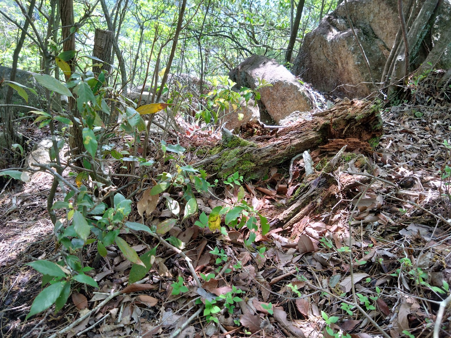 Escena forestal con raíces de árboles y grandes piedras