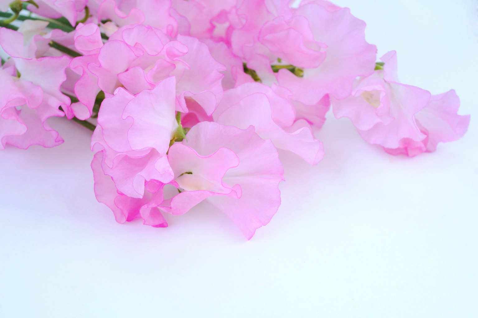 Flores de guisante dulce rosa delicadas dispuestas sobre un fondo blanco