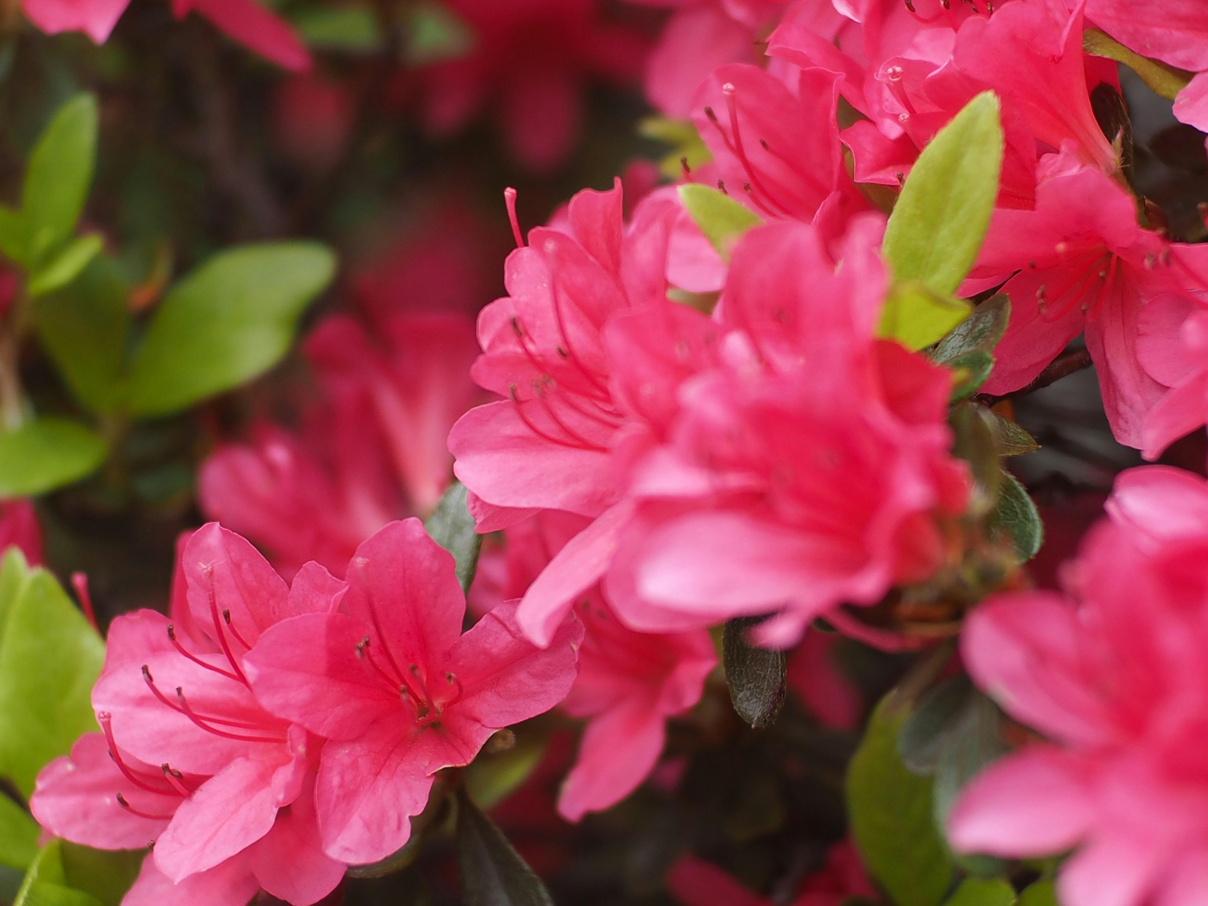 Nahaufnahme leuchtend pinker Azaleenblüten