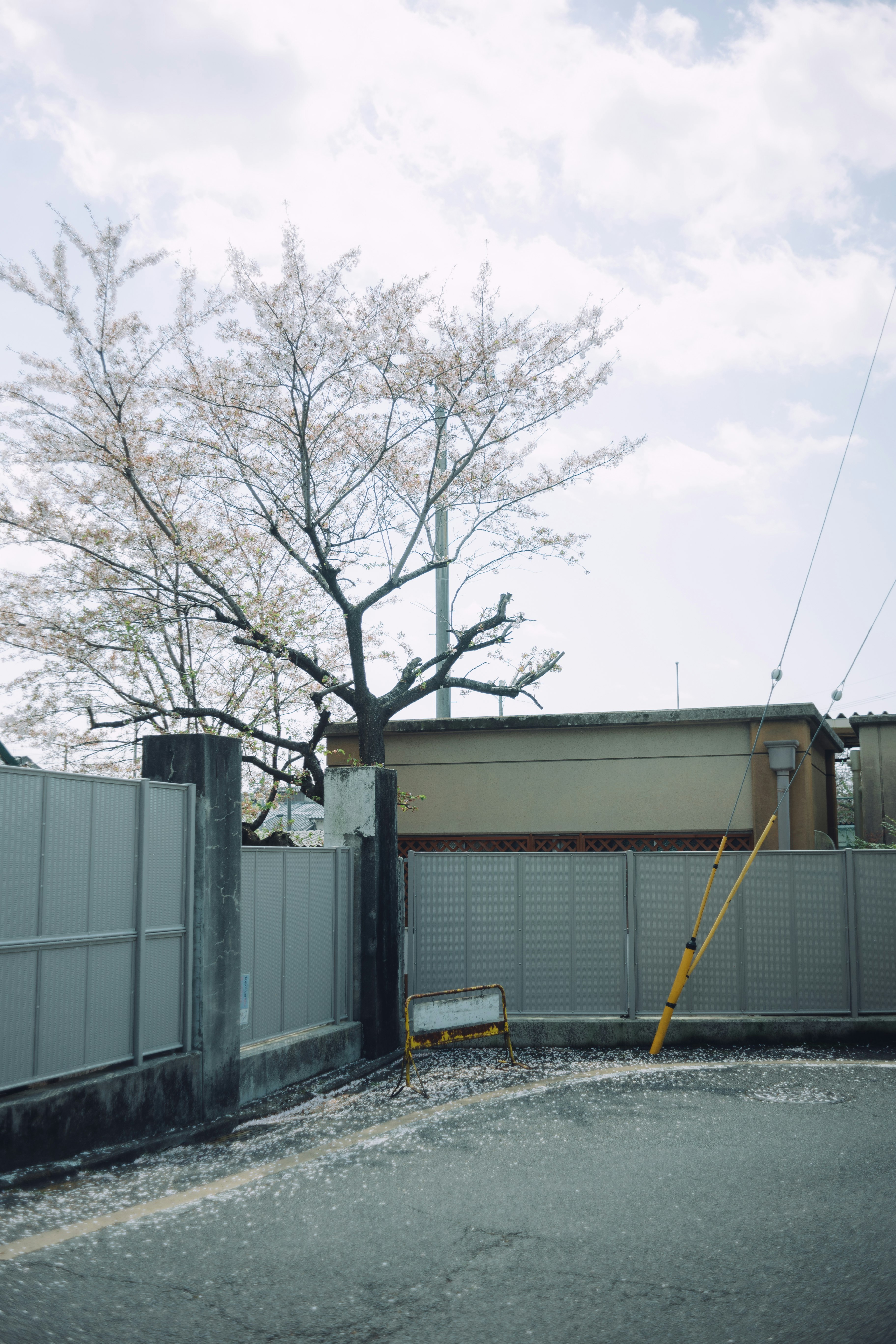 塀のある中庭で咲く桜の木