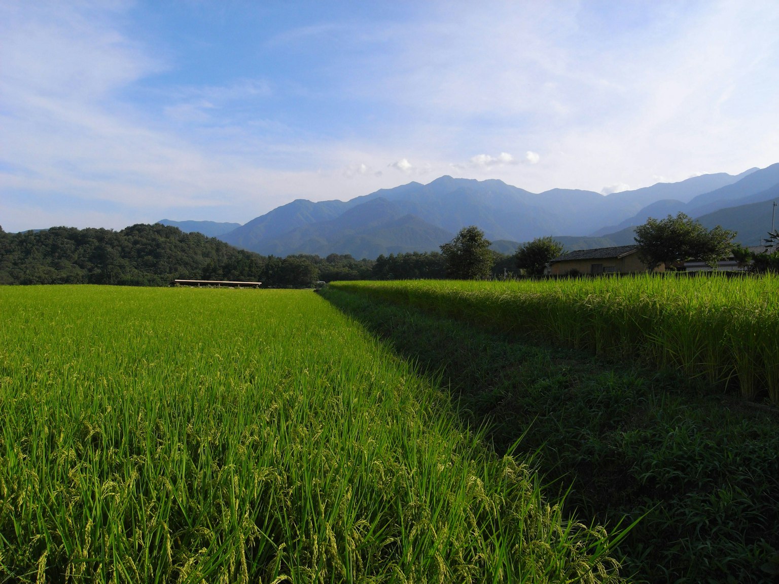 ทุ่งข้าวเขียวชอุ่มใต้ท้องฟ้าสีฟ้าพร้อมภูเขาในพื้นหลัง