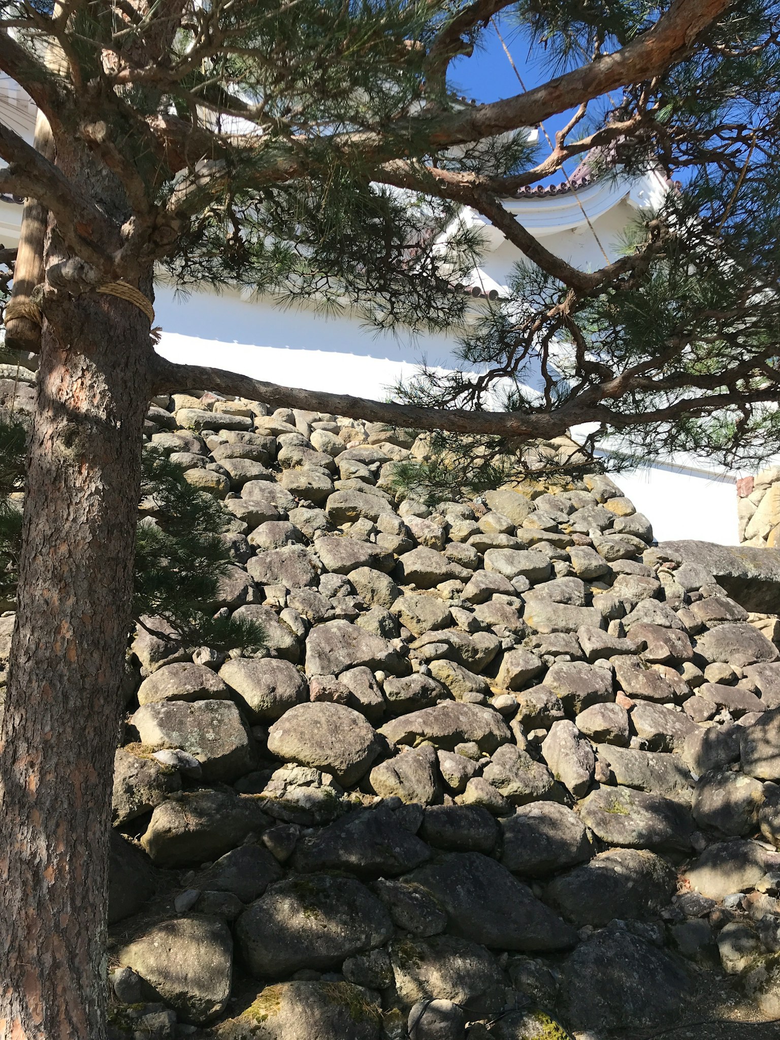 Außenansicht eines Schlosses mit einem Kiefernbaum und einer Steinschräge