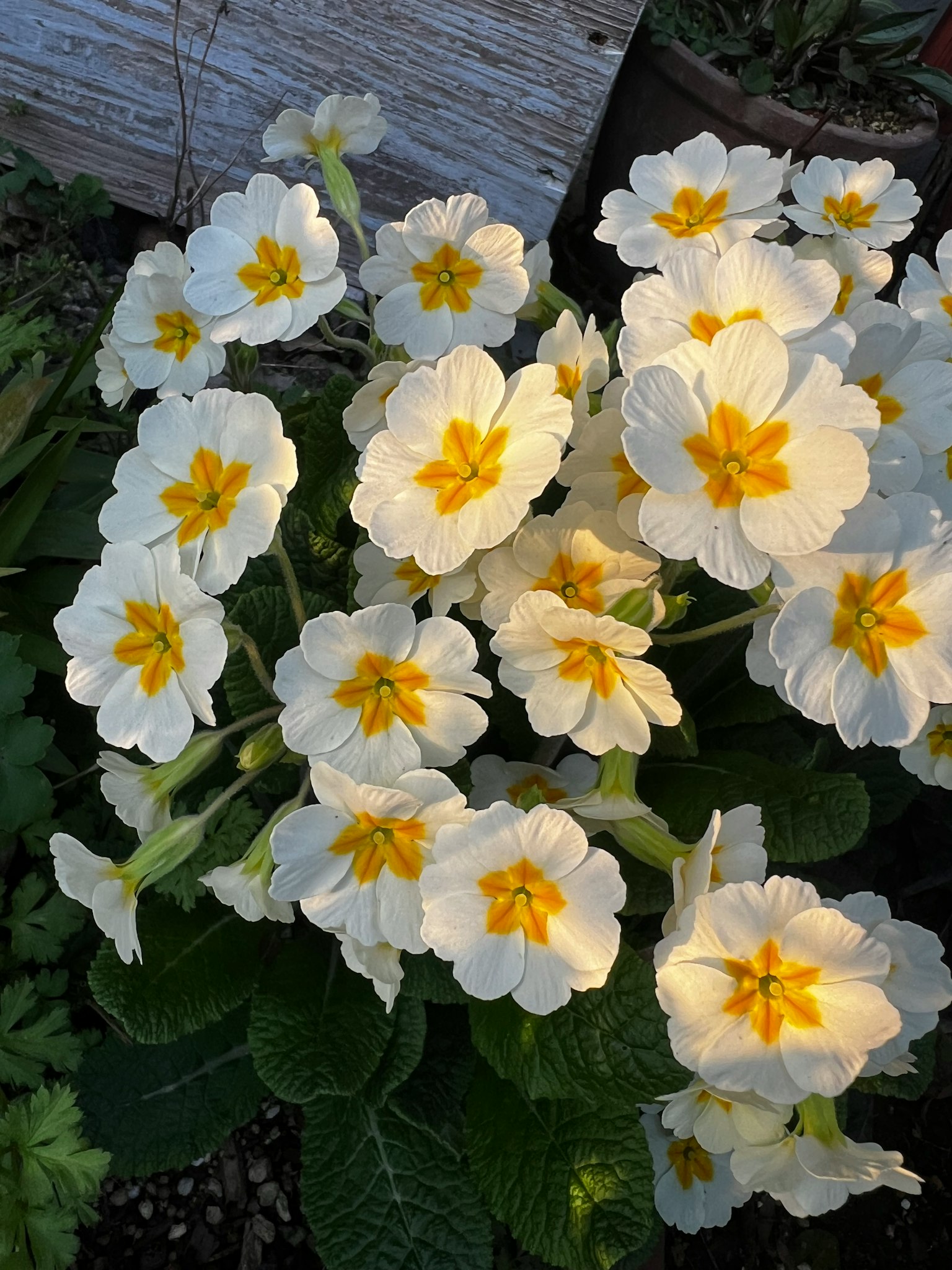 Cluster of primrose flowers with white petals and yellow centers