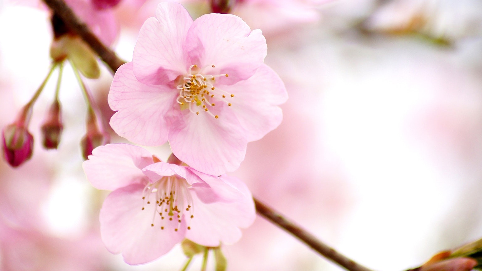 Close-up dari kelopak bunga sakura di cabang