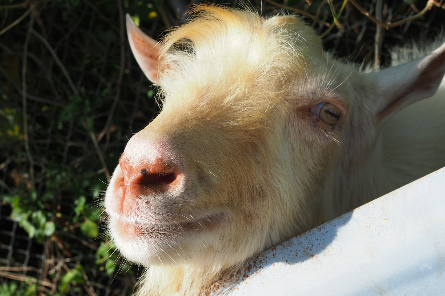 Gros plan du visage d'une chèvre blanche se prélassant au soleil