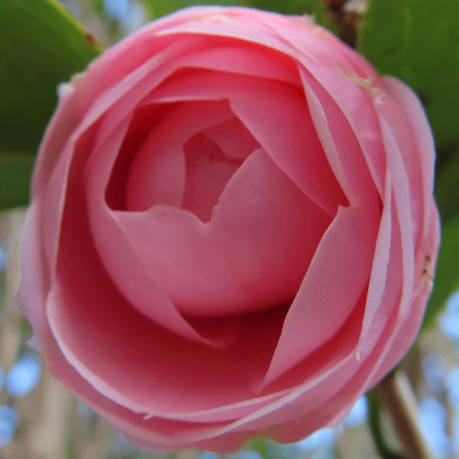 Acercamiento de una flor de camelia rosa