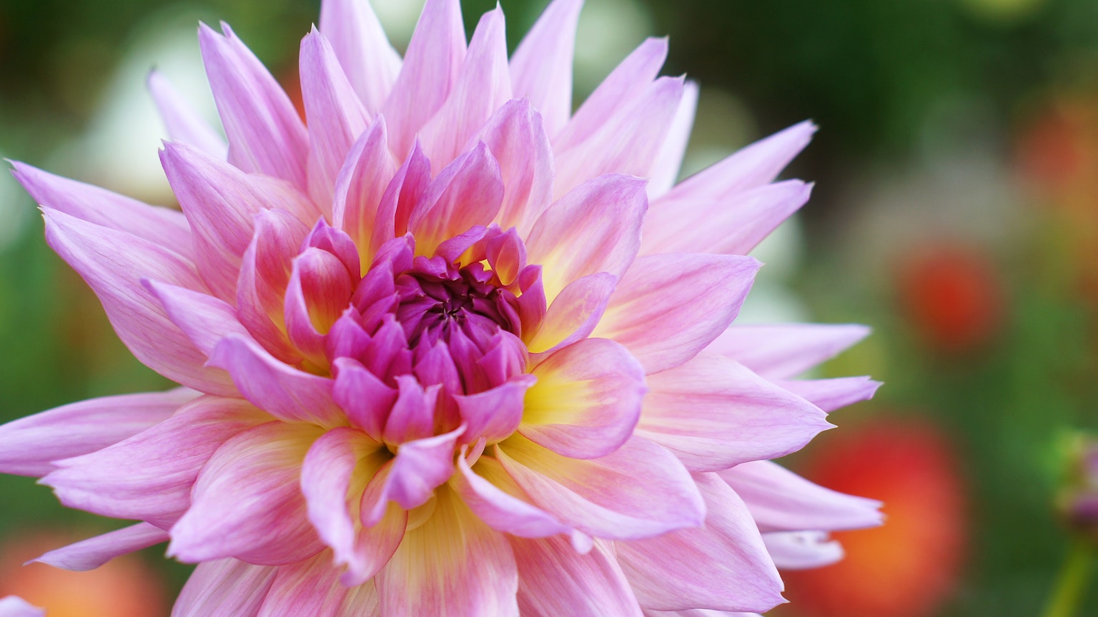 Eine schöne rosa Dahlienblüte, die lebhaft blüht