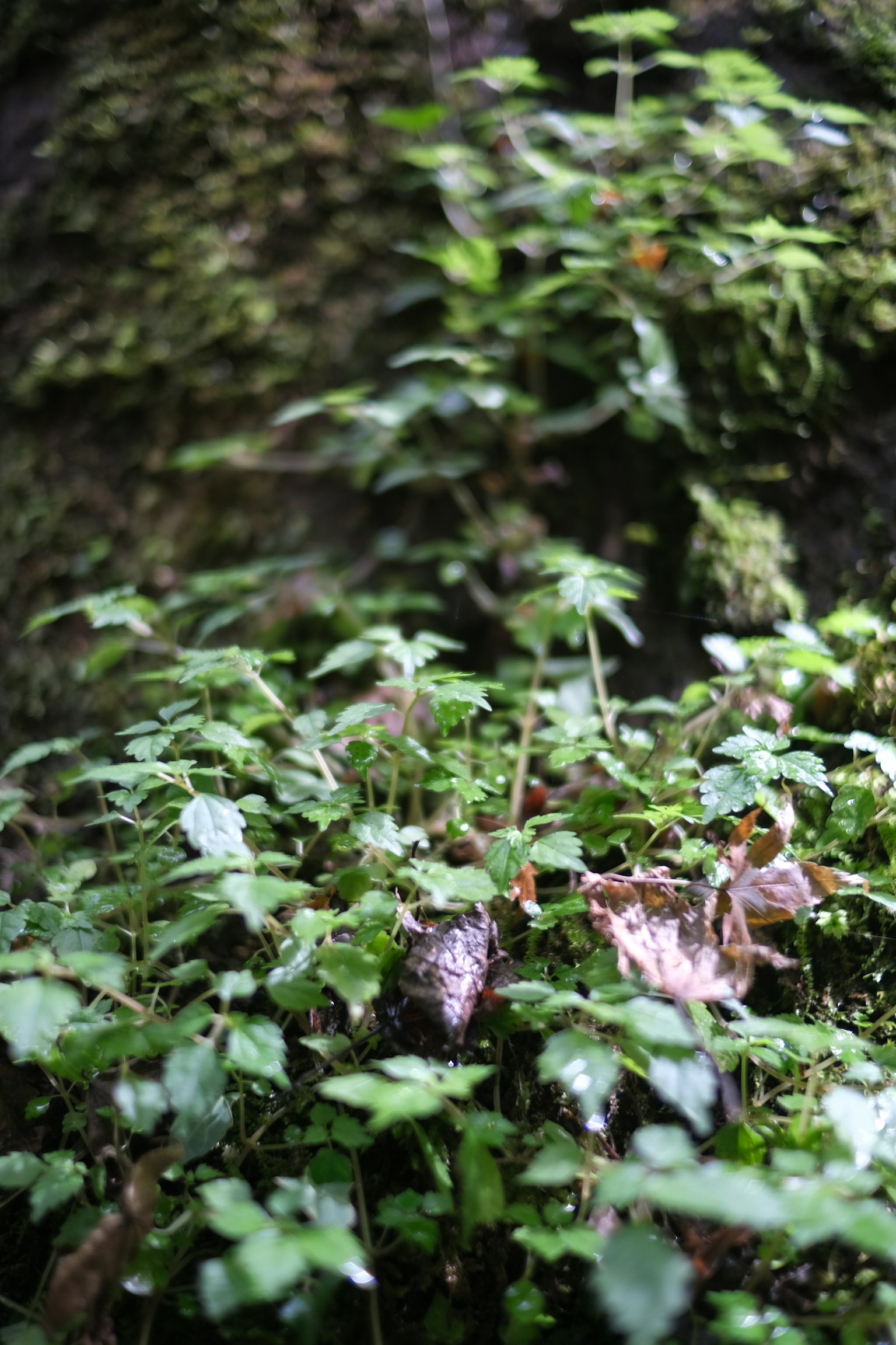 Daun hijau lebat dengan tanaman kecil dan lumut di batang pohon
