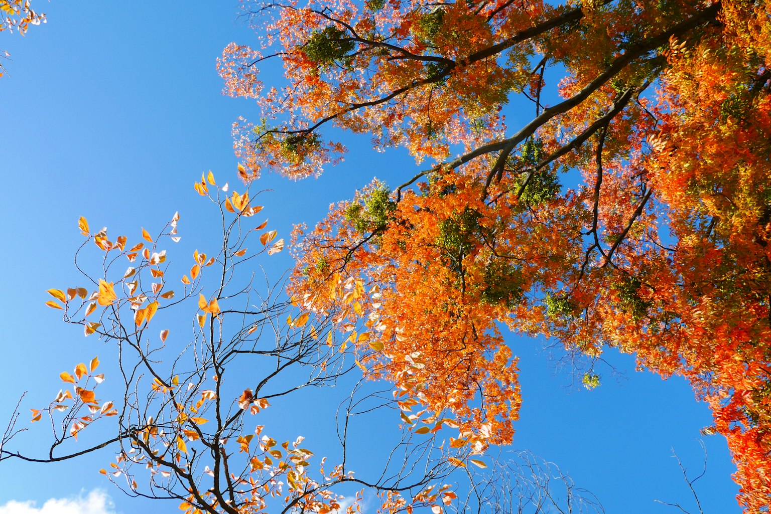 Branches avec des feuilles d'automne orange et jaune contre un ciel bleu