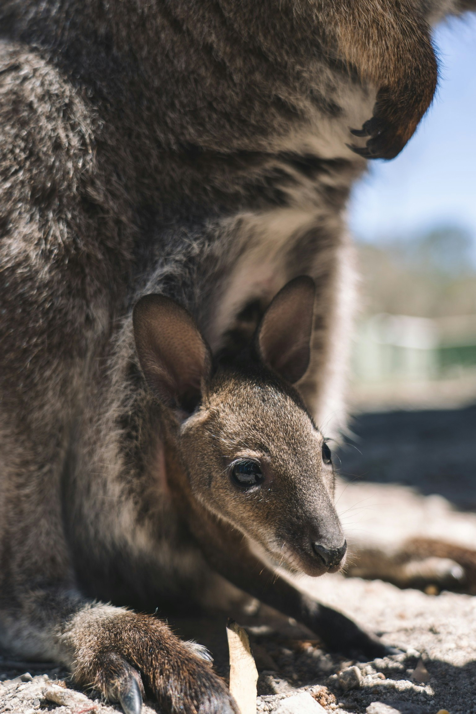 kangaroo mother with joey in her pouch