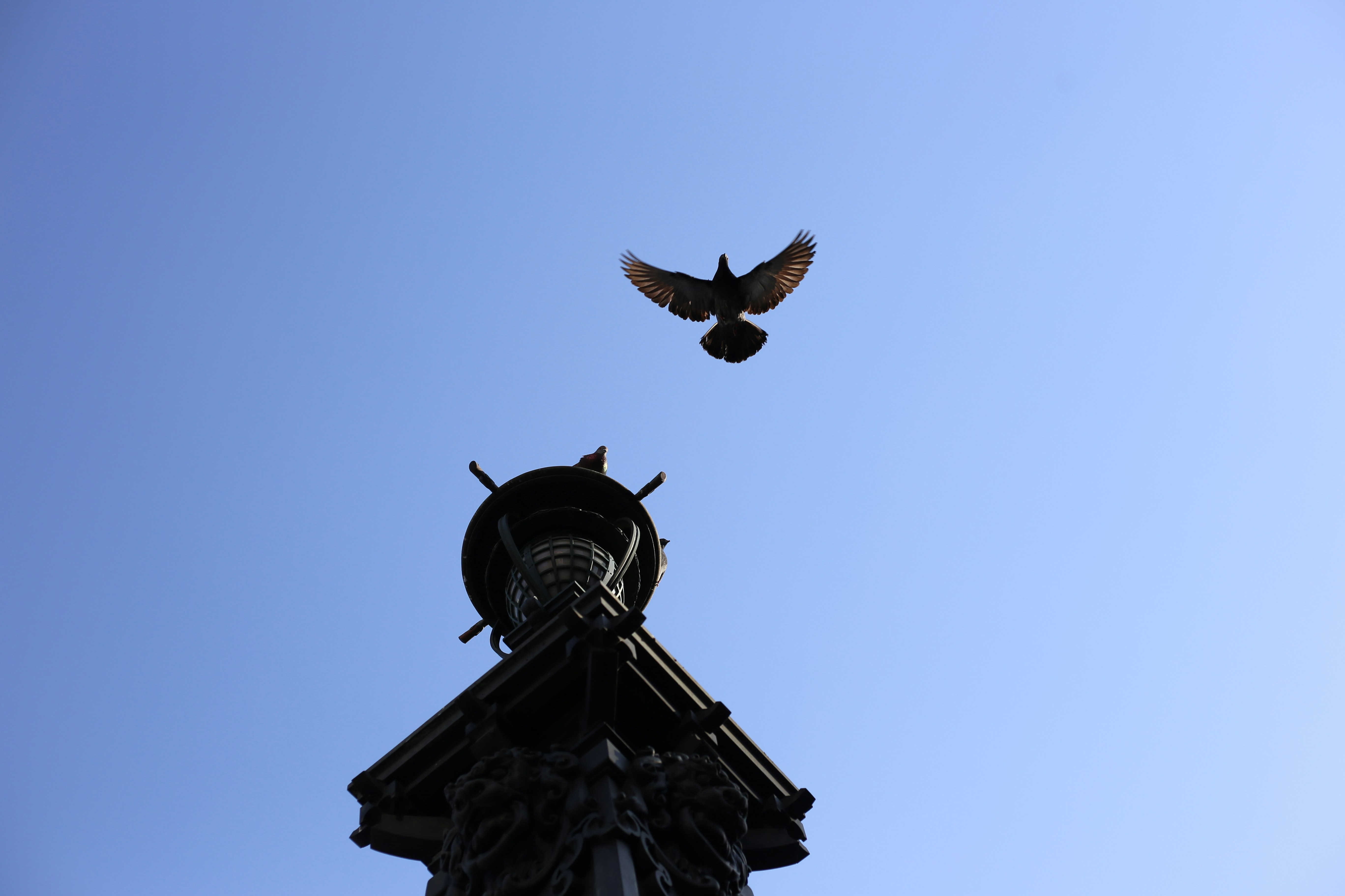 空に舞う鳥と尖塔のシルエット