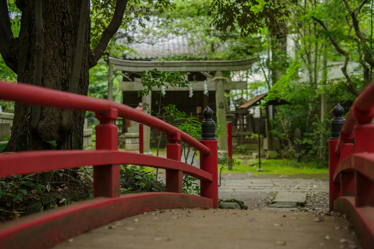 สะพานสีแดงในสวนญี่ปุ่นที่เขียวขจี