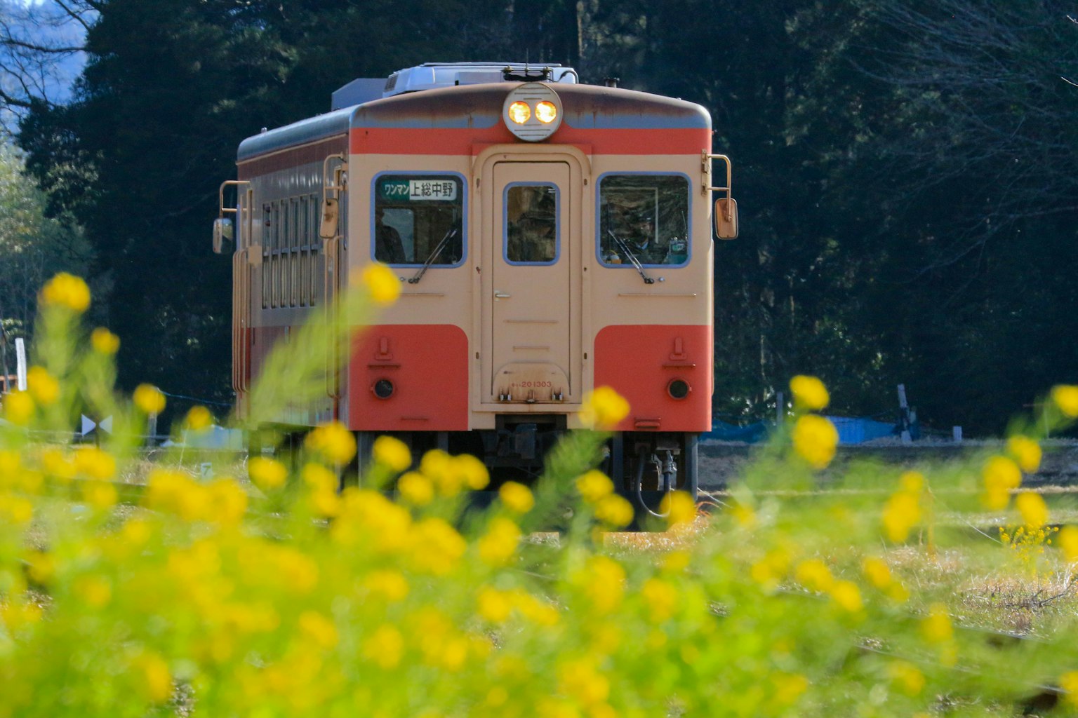 Orange train in front of yellow flowers