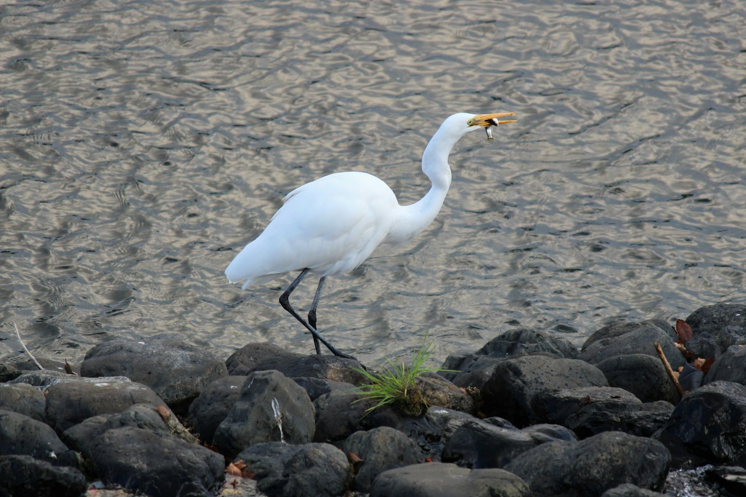 Ein weißer Reiher, der auf Steinen am Wasser geht
