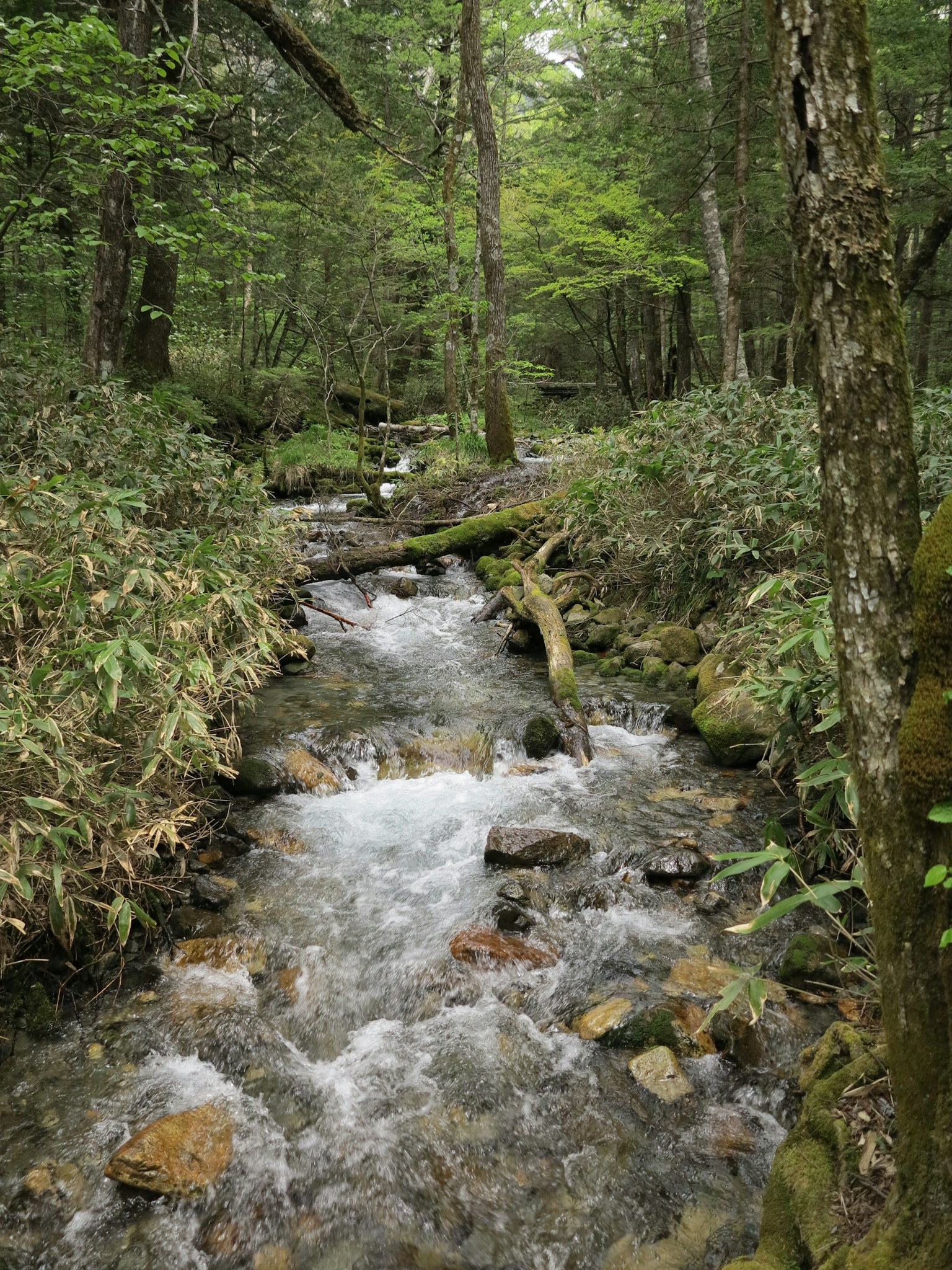 Un ruisseau coulant entouré de verdure luxuriante et de rochers
