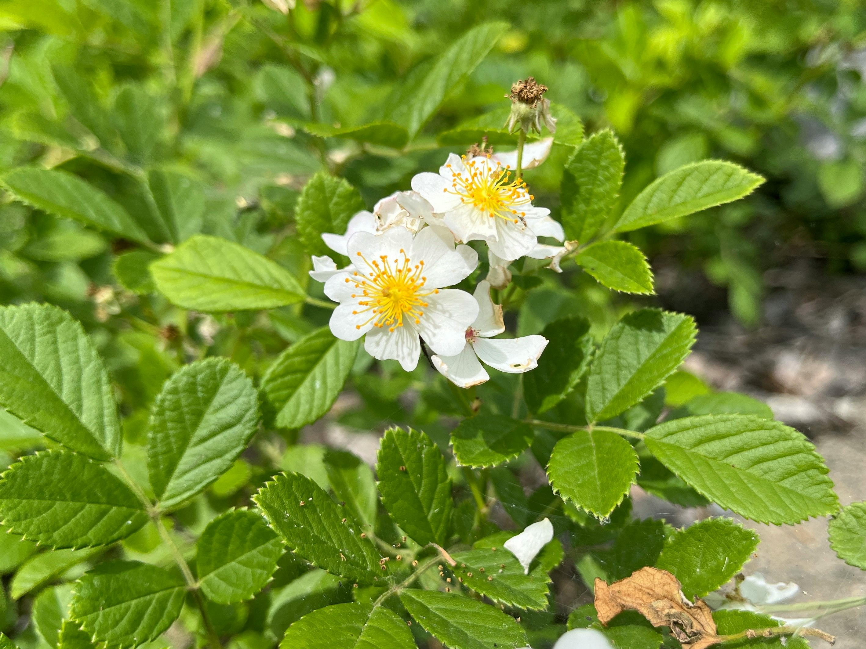 白い花が咲く緑の葉のクローズアップ