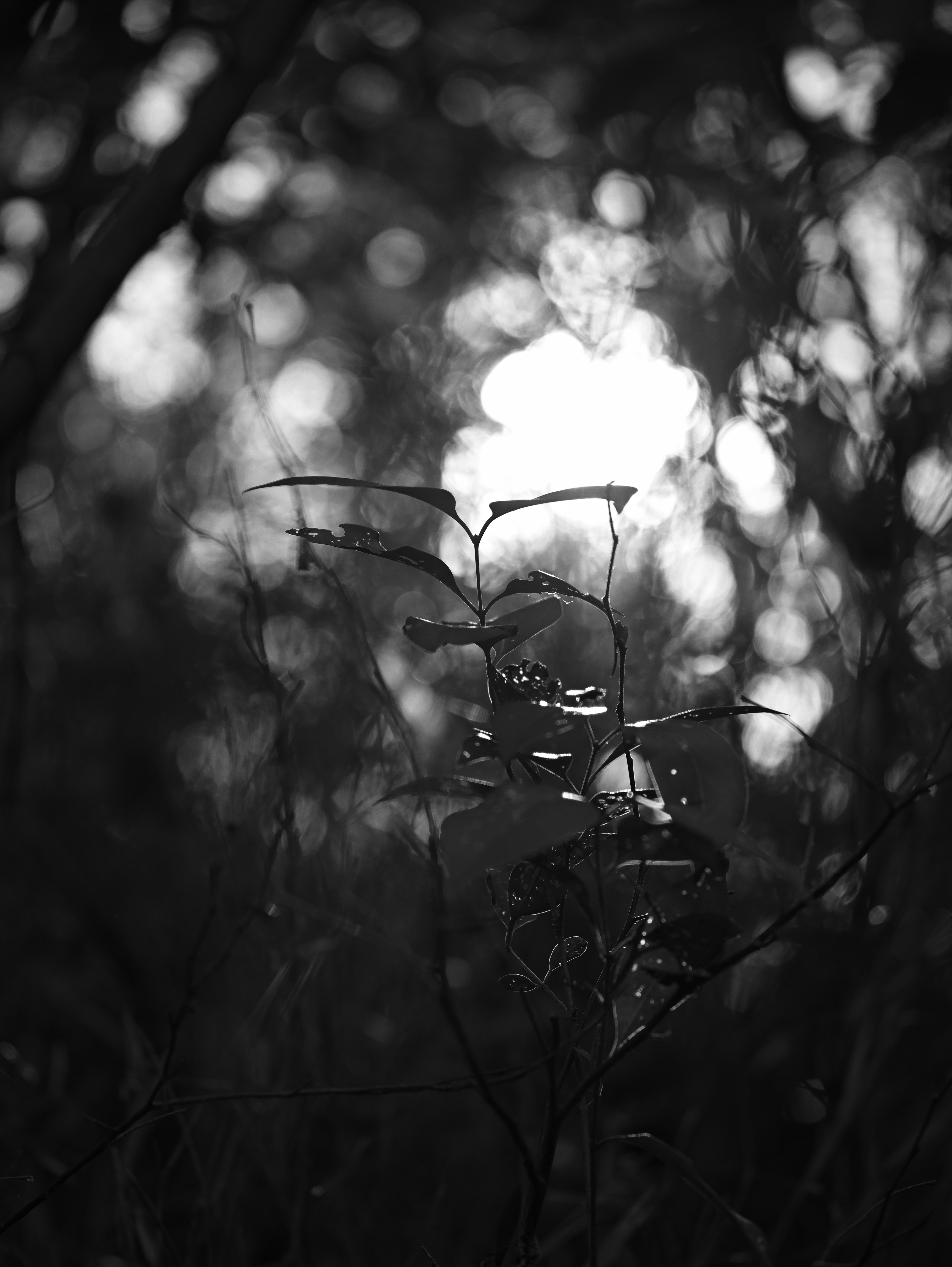 Foto en blanco y negro que presenta un contraste de luz y sombras en hojas y plantas