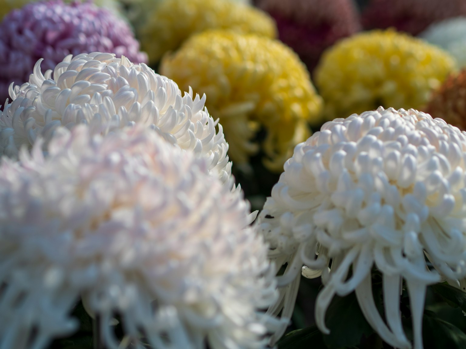 Gros plan de fleurs blanches avec des fleurs colorées en arrière-plan